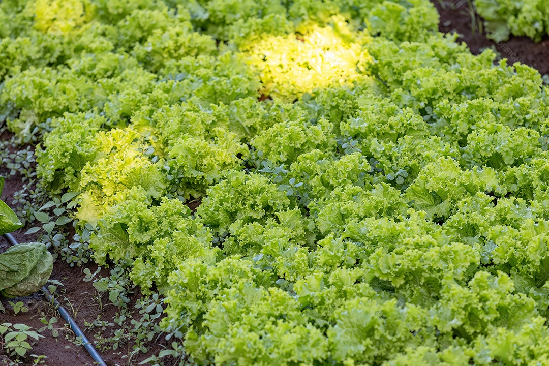 Planta alface vegetal da espécie Lactuca sativat