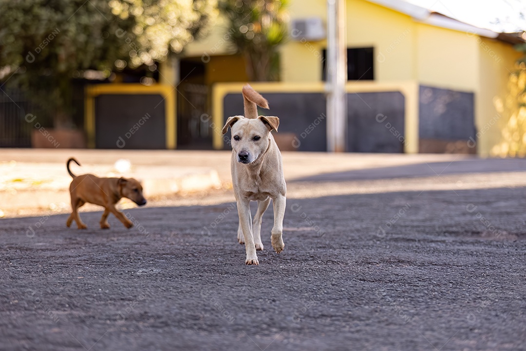 Cachorro mamífero animal na rua