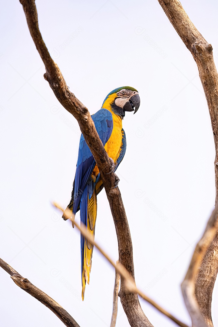 Arara-azul-e-amarela adulta da espécie Ara ararauna