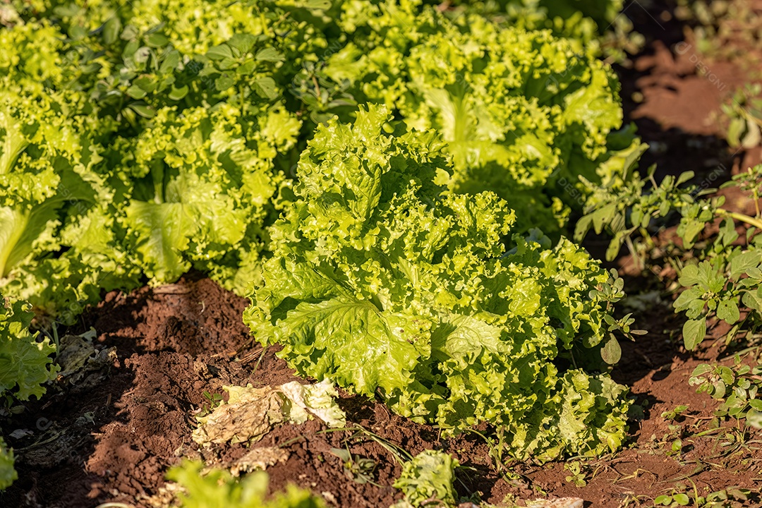 Planta alface vegetal da espécie Lactuca sativa