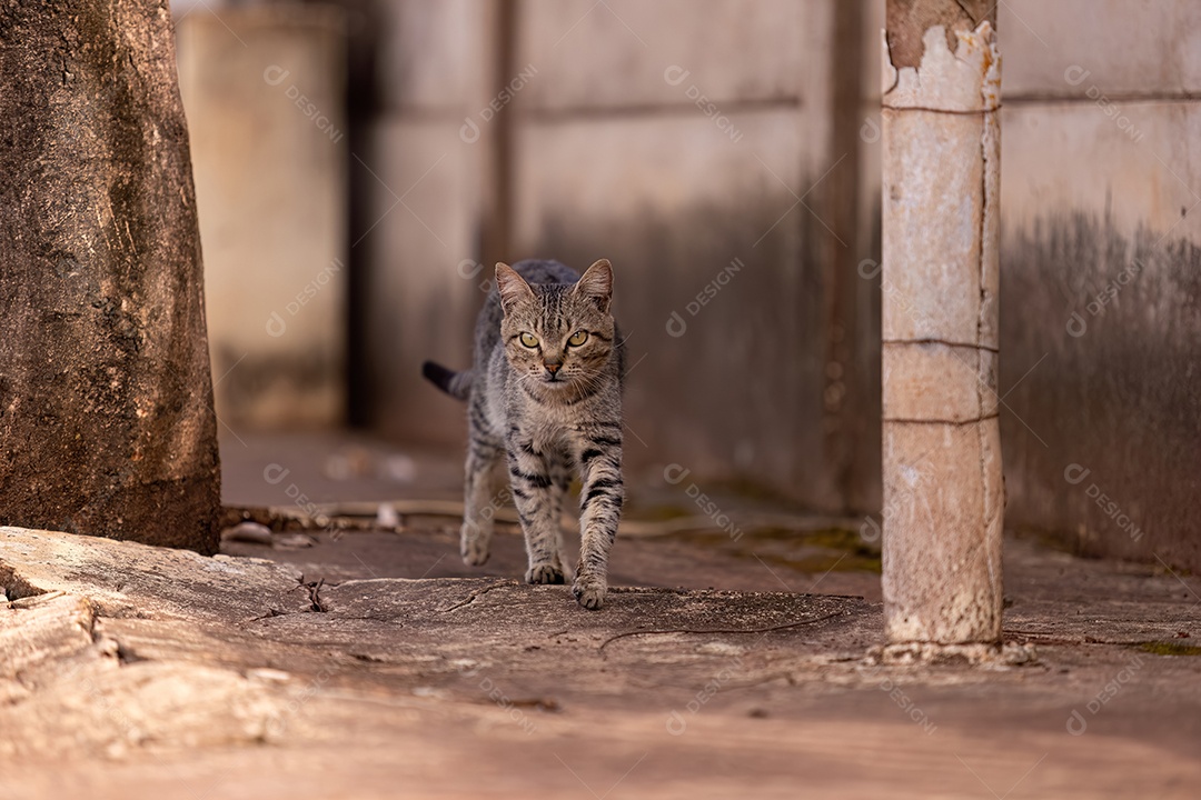 Animal mamífero felino cinza andando em uma calçada