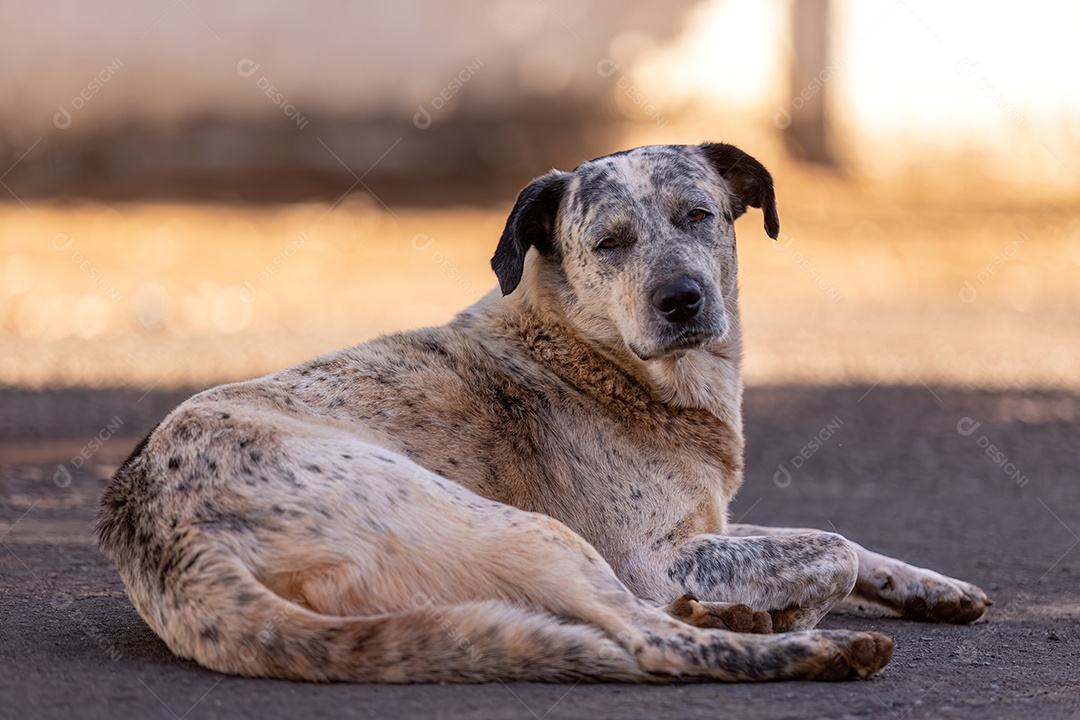 Grande cachorro branco sem raça definida na rua