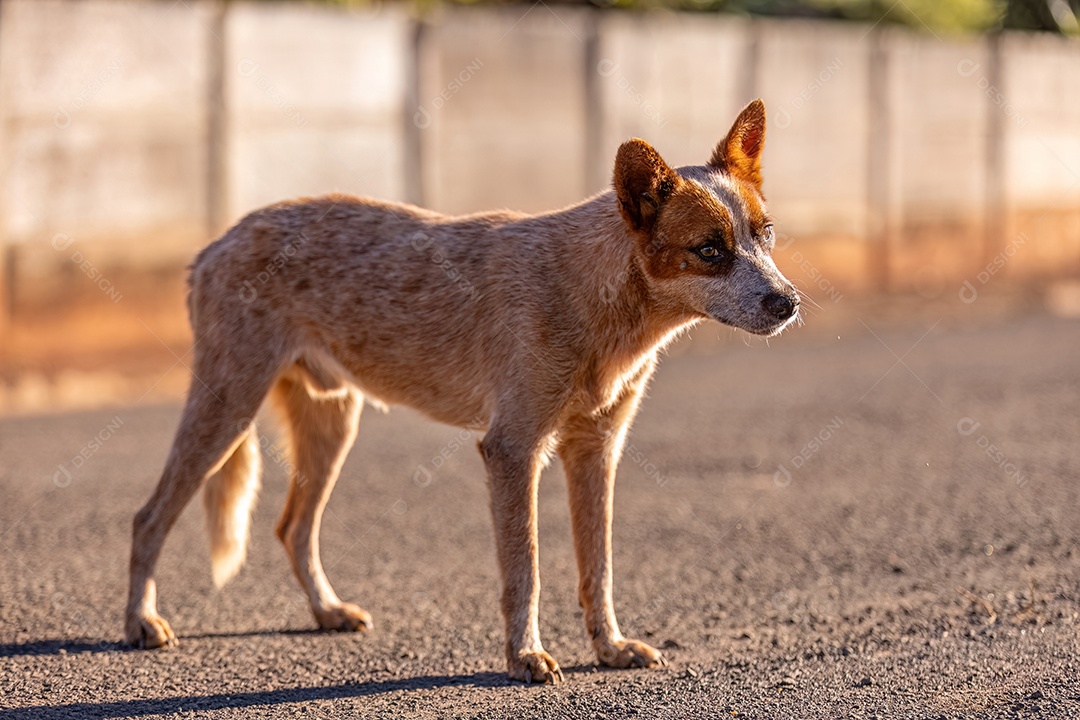 Cachorro mamífero animal na rua