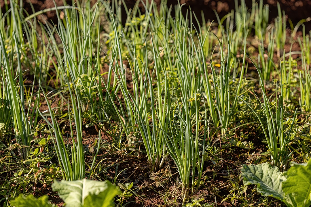 Planta de cebola galesa da espécie Allium fistulosum