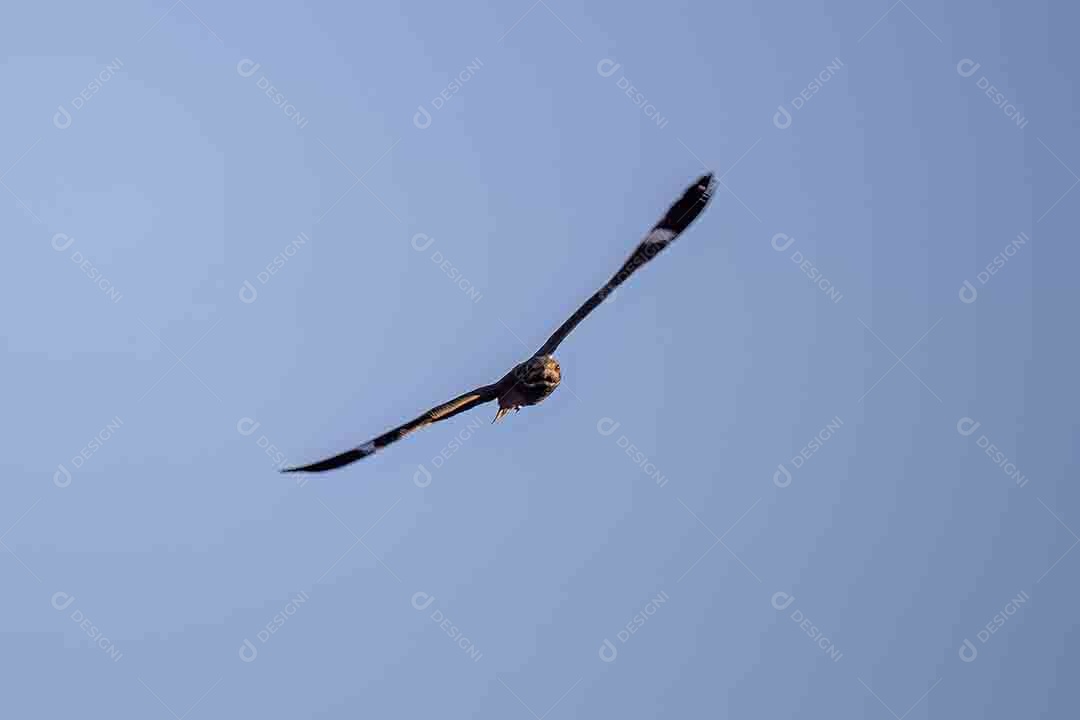 Animal Nacunda Nighthawk da espécie Chordeiles nacunda em mosca