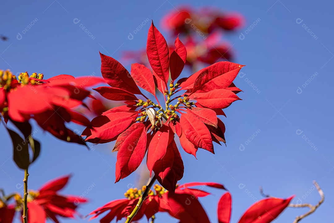 Planta com flor de poinsétia da espécie Euphorbia pulcherrima