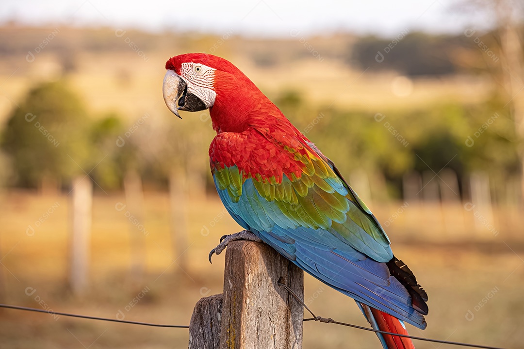 Arara vermelha e verde adulta da espécie Ara chloropterus