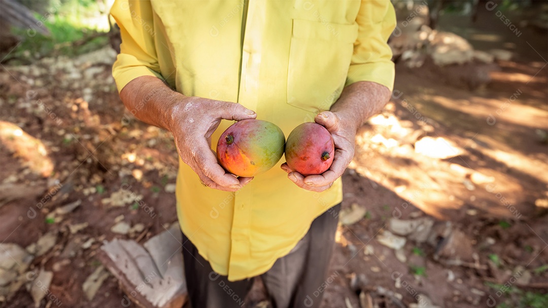 Agricultor segurando duas mangas nas duas mãos