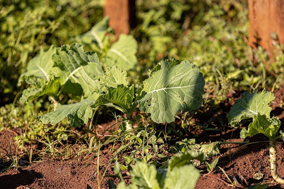 Planta vegetal de repolho da espécie Brassica oleracea em uma horta