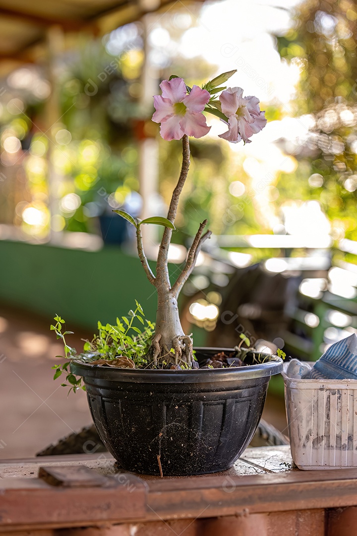 Planta Rosa do Deserto da espécie Adenium obesum