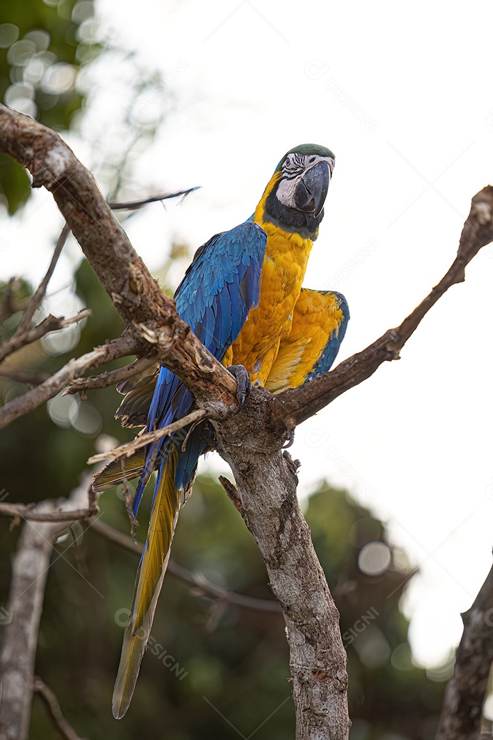 Arara-azul-e-amarela adulta da espécie Ara ararauna
