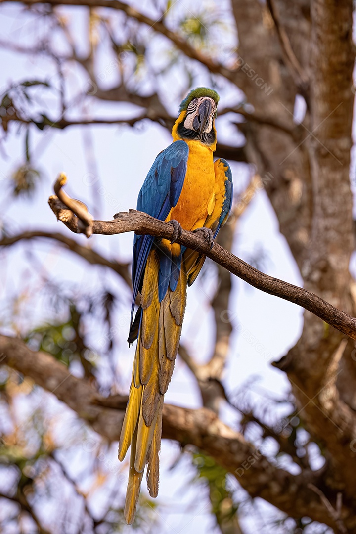 Arara-azul-e-amarela adulta da espécie Ara ararauna