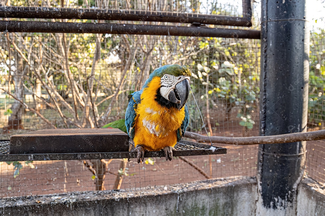 Arara-azul-e-amarela adulta da espécie Ara ararauna resgatada em recuperação para reintrodução gratuita