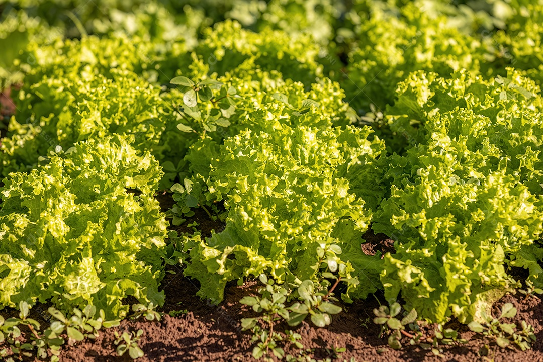 Planta alface vegetal da espécie Lactuca sativa