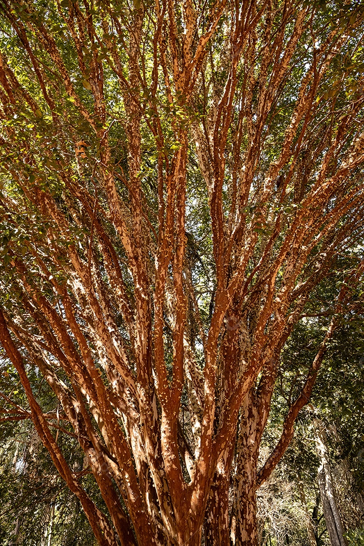 Galhos de jabuticaba cheios de flores durante o dia