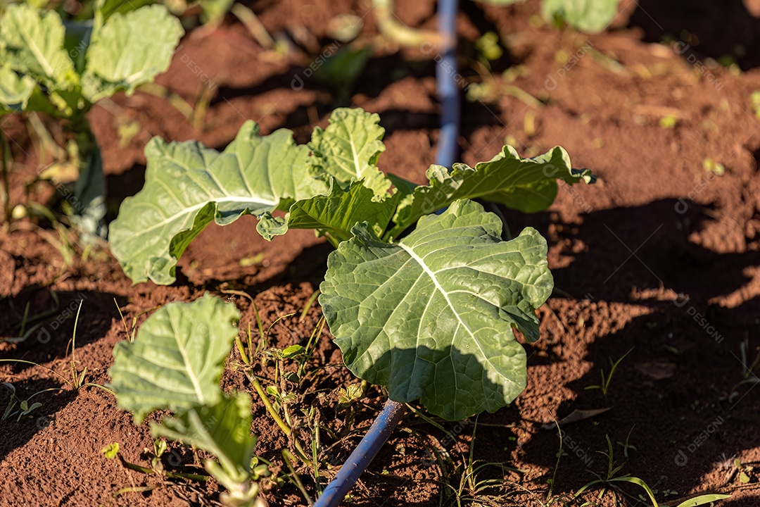 Planta vegetal de repolho da espécie Brassica oleracea em uma horta