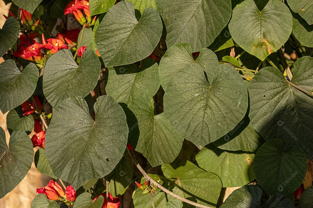 Planta angiosperma com flor da espécie Stictocardia macalusoi