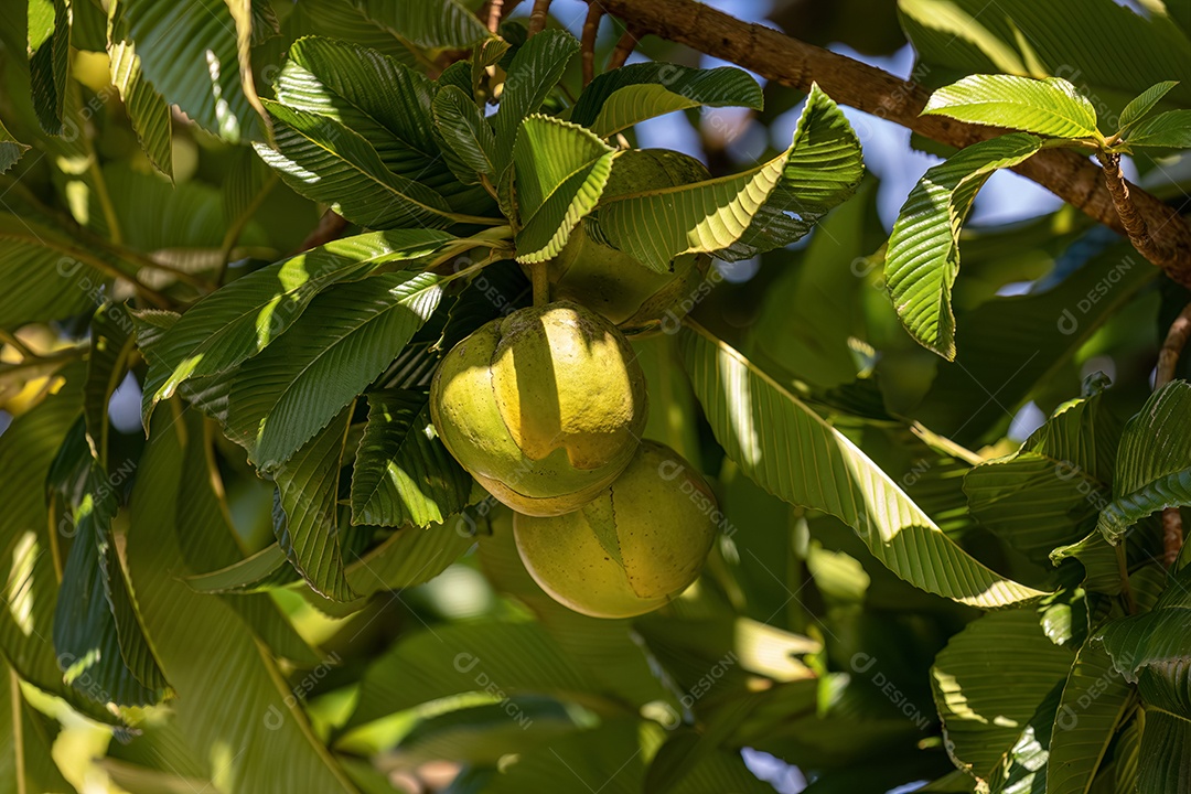 Macieira elefante da espécie Dillenia indica