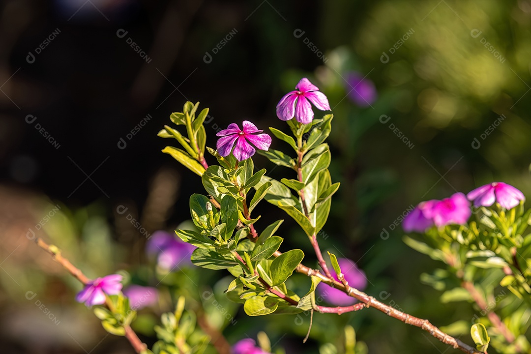 Flor rosa pervinca de Madagascar da espécie Catharanthus roseus com foco seletivo