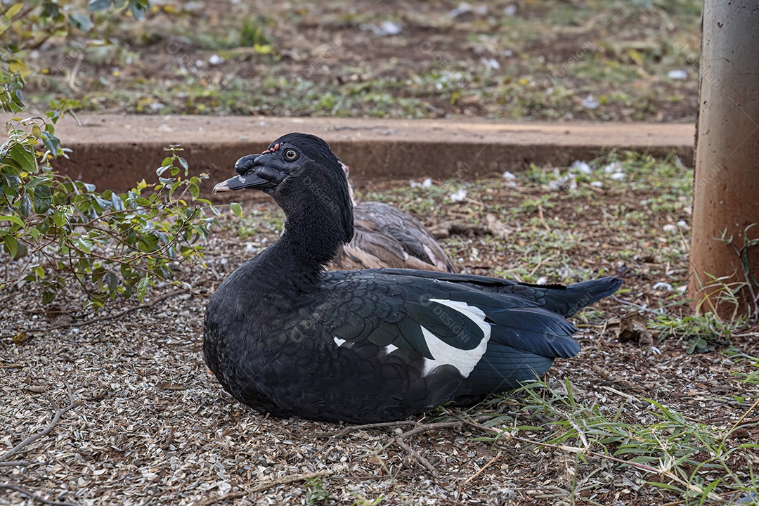 Pato-almiscarado Animal da espécie Cairina moschata