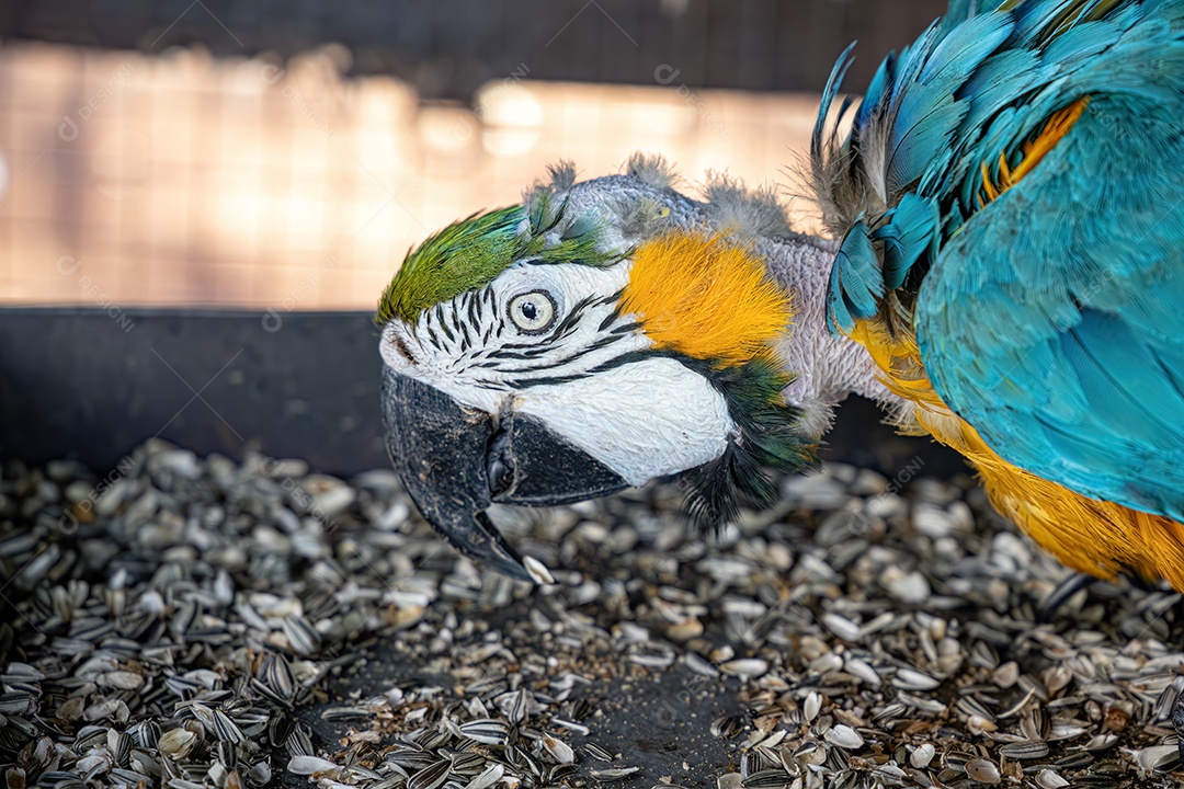 Arara-azul-e-amarela adulta da espécie Ara ararauna resgatada em recuperação para reintrodução gratuita