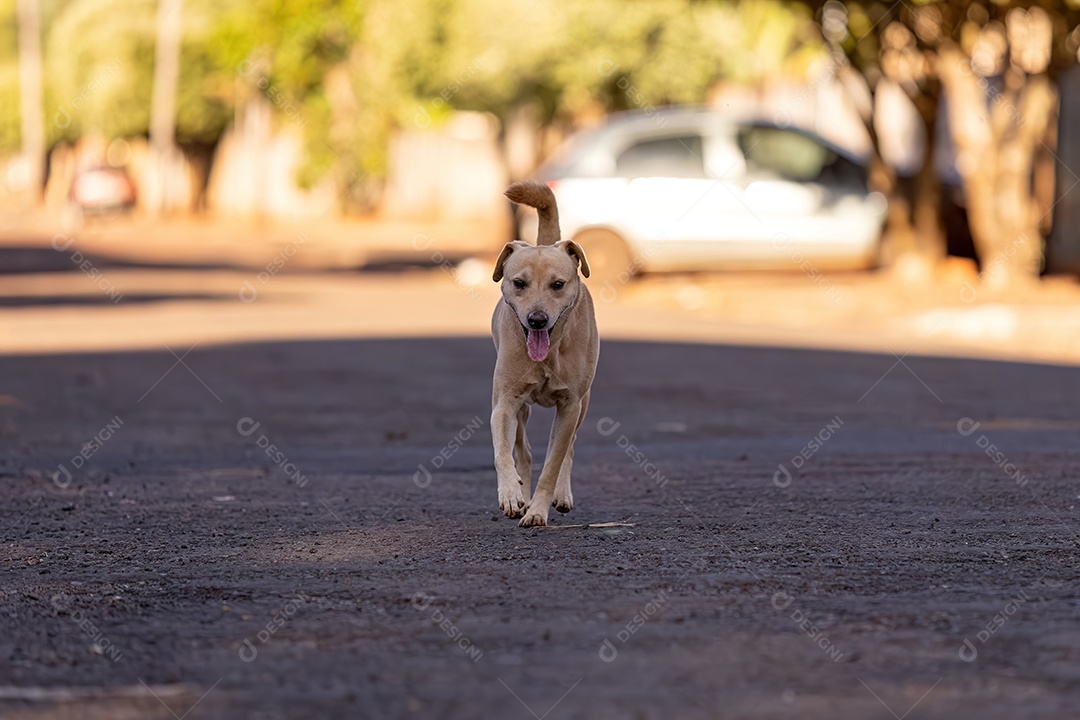 Cachorro mamífero animal na rua
