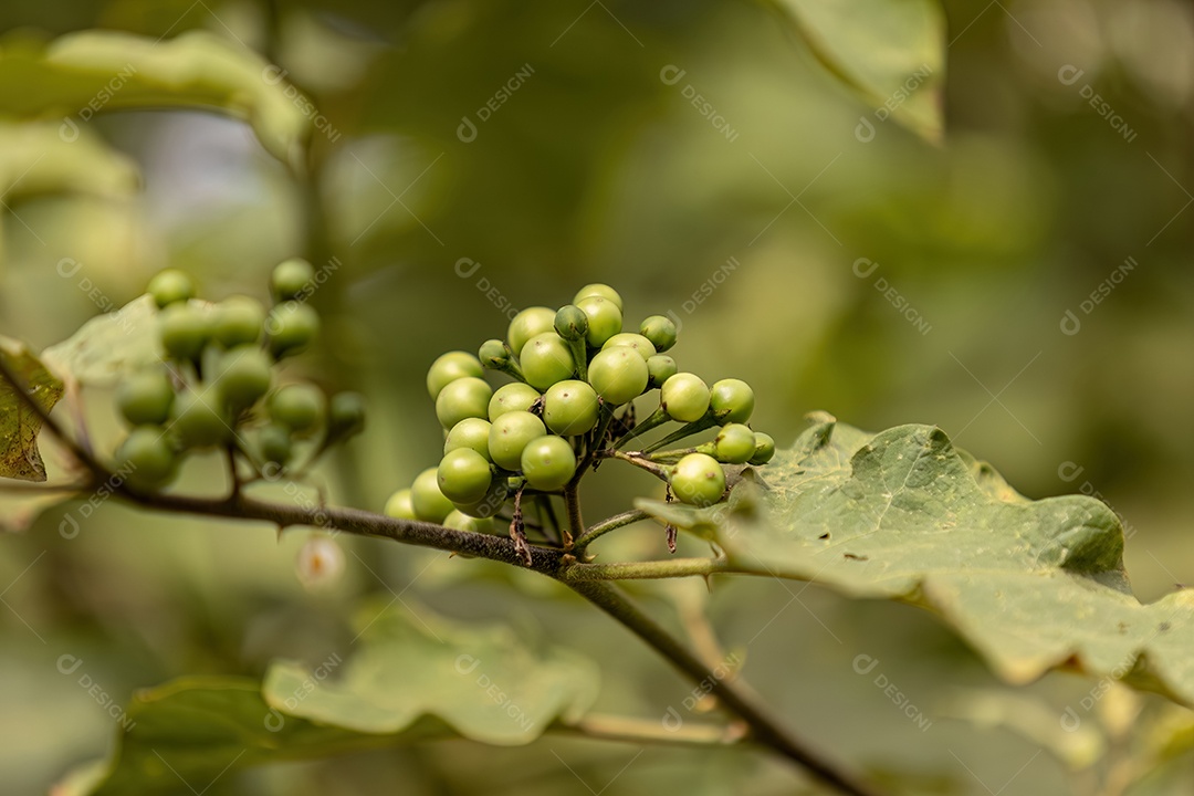 Planta com flores da espécie Solanum torvum comumente conhecida como jurubeba, uma erva-moura comum em quase todo o Brasil