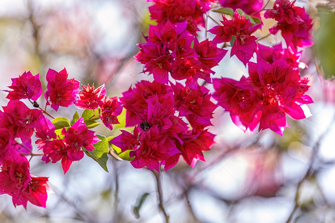 Flores de plantas ornamentais do gênero Bougainvillea