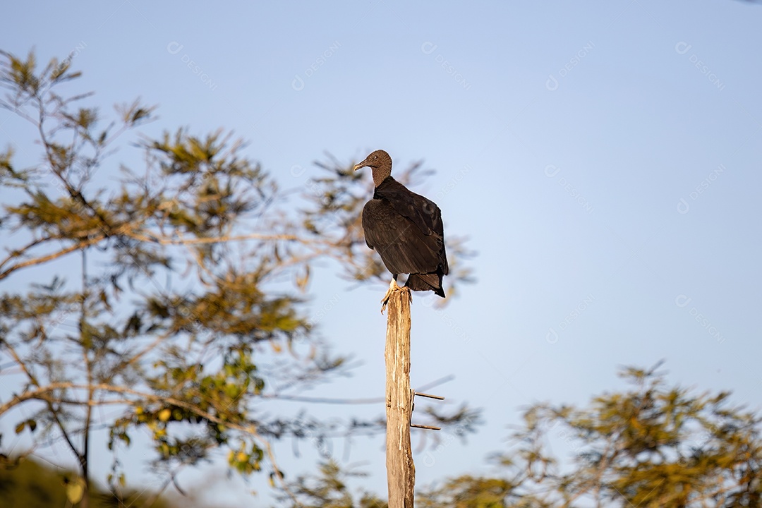 Arara-azul-e-amarela adulta da espécie Ara ararauna resgatada em recuperação para reintrodução gratuita
