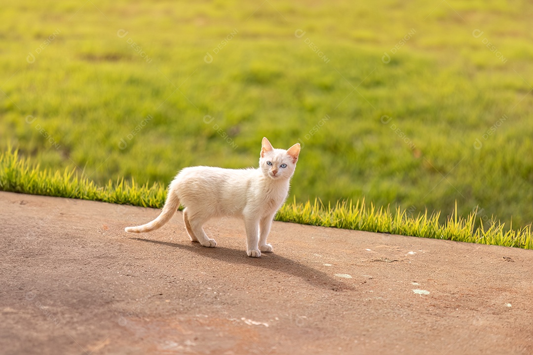 Gato abandonado mamífero felino animal