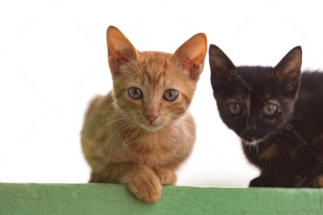 Gato abandonado mamífero felino animal