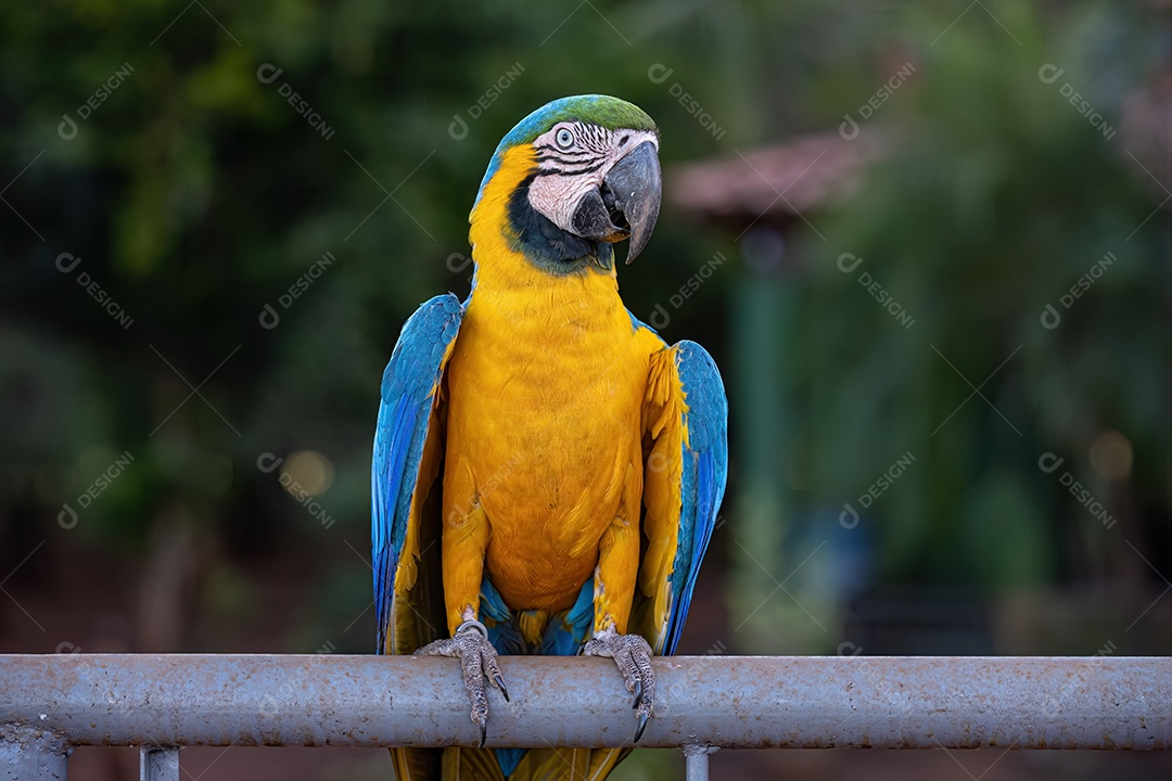 Arara-azul-e-amarela adulta da espécie Ara ararauna