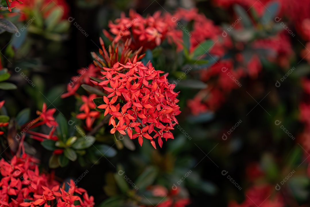 Flor da planta chama da selva vermelha do gênero Ixora