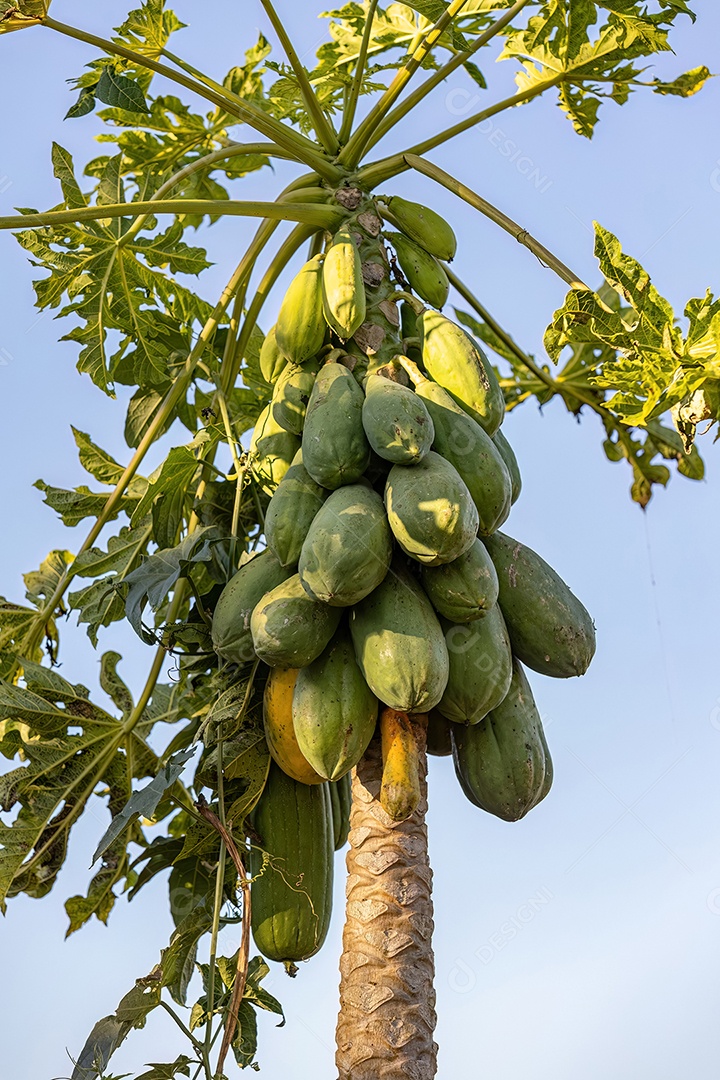 Mamoeiro com frutos da espécie Carica papaya