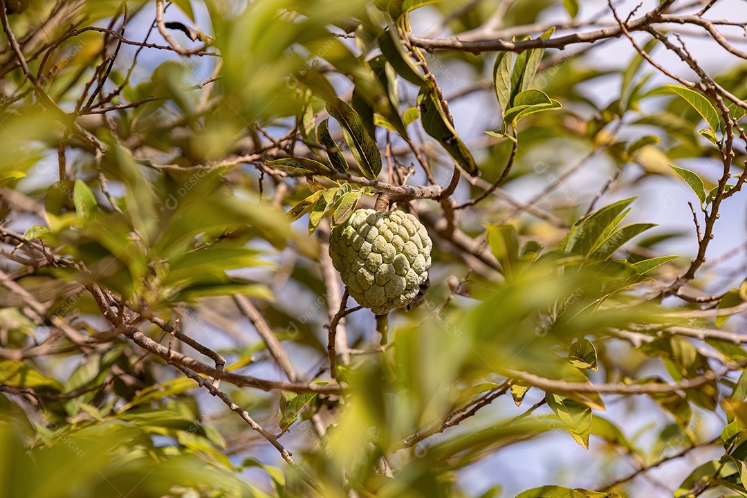 Fruta verde doce da espécie Annona squamosa