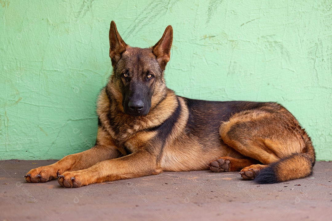 Animal mamífero cão canino da raça pastor alemão