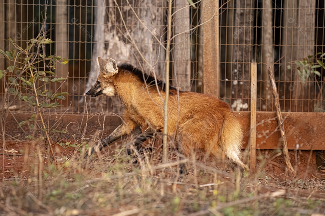 Animal Lobo Guará da espécie Chrysocyon brachyurus