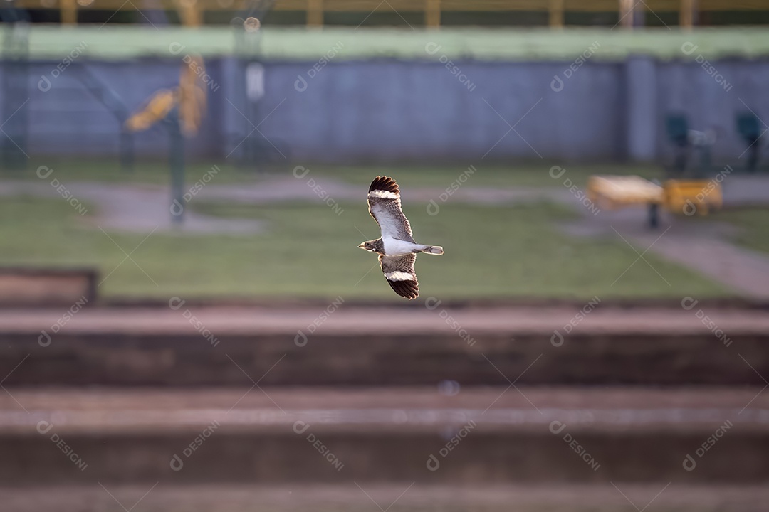 Animal Nacunda Nighthawk da espécie Chordeiles nacunda em mosca