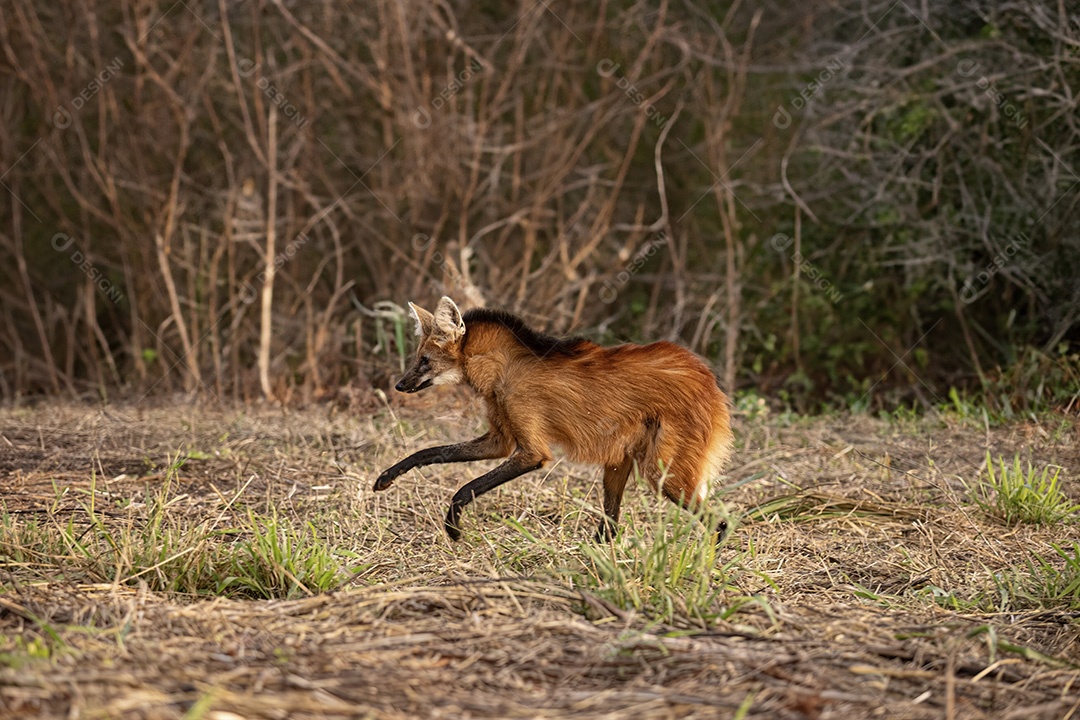 Animal Lobo Guará da espécie Chrysocyon brachyurus