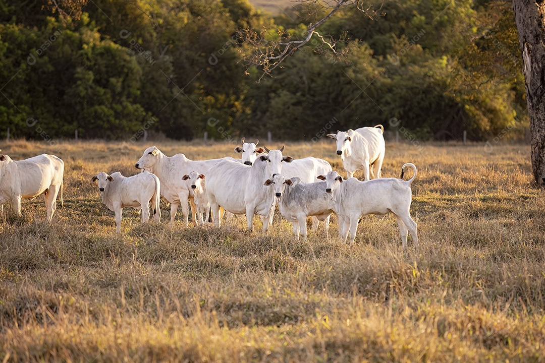 Gado nelore em pasto seco na hora dourada