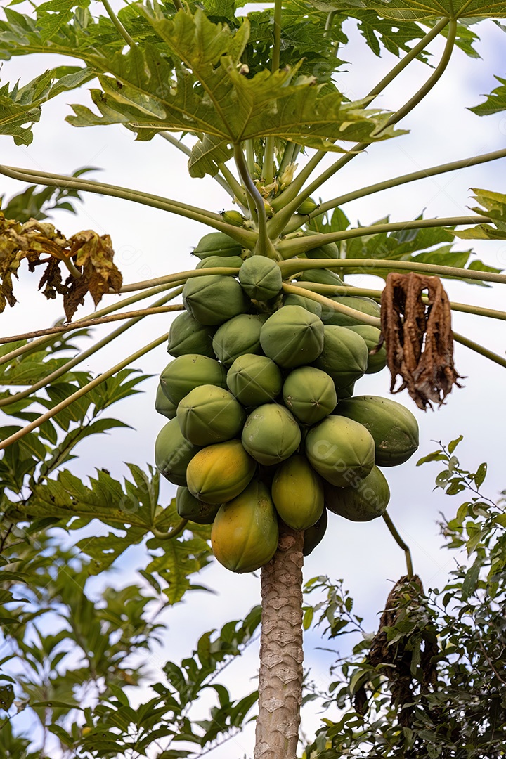 Mamoeiro com frutos da espécie Carica papaya