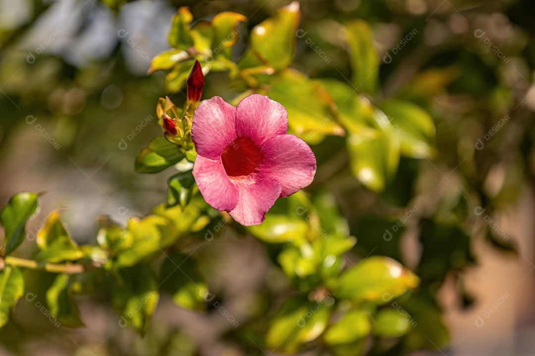 Allamanda Planta com flores do gênero Allamanda