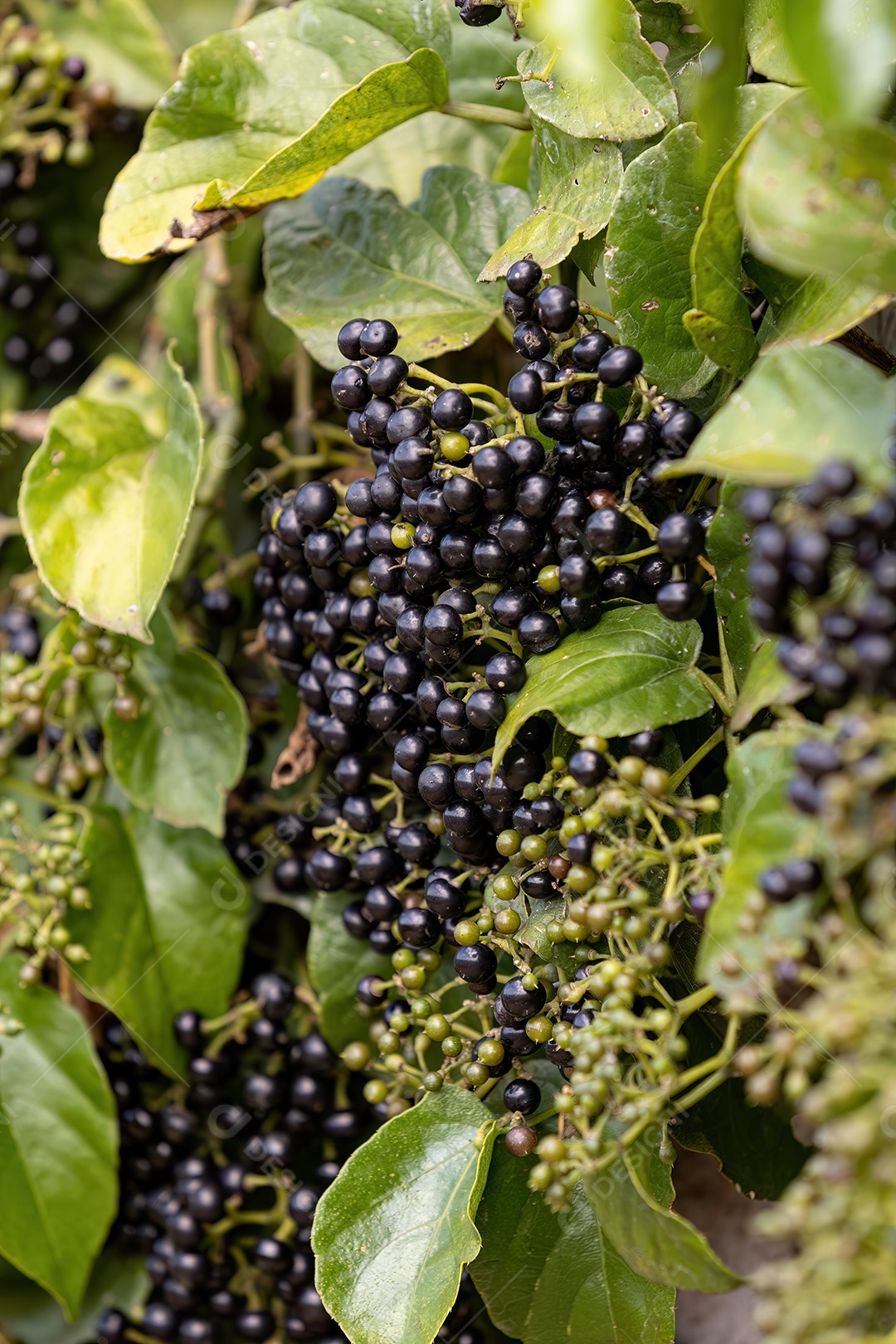 Planta frutífera de uva gambá da espécie Cissus verticillata