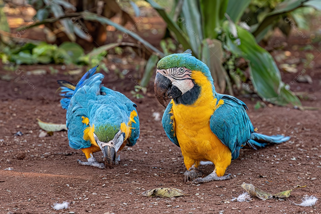 Arara-azul-e-amarela adulta da espécie Ara ararauna