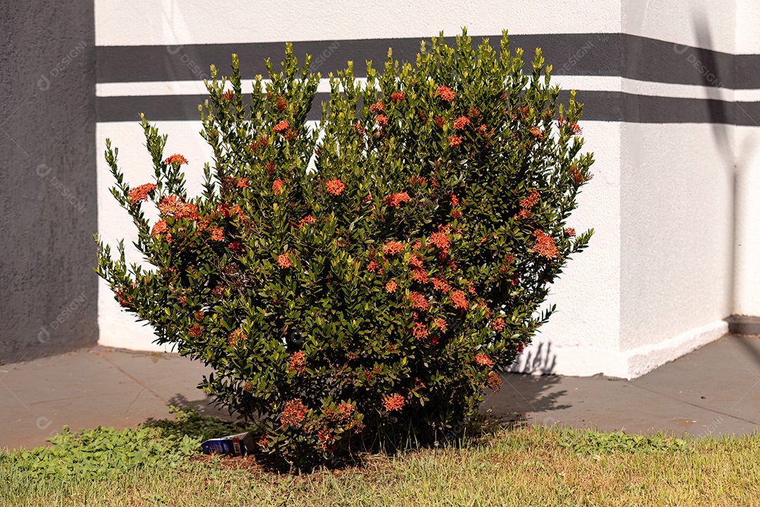 Flor da planta chama da selva vermelha do gênero Ixora