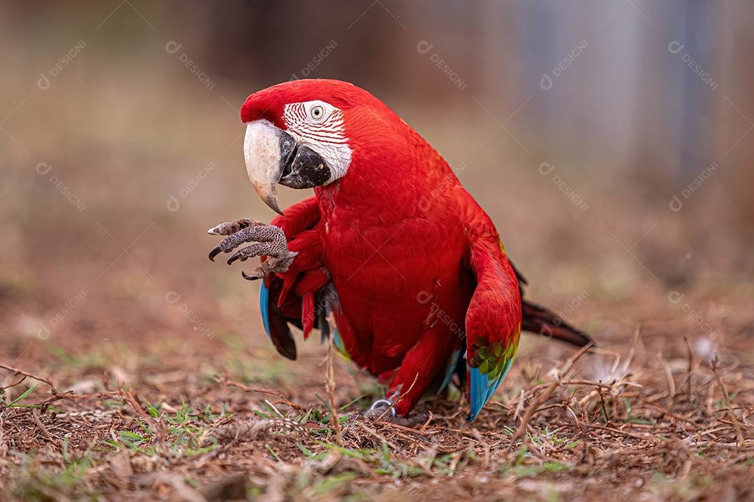 Arara vermelha e verde adulta da espécie Ara chloropterus