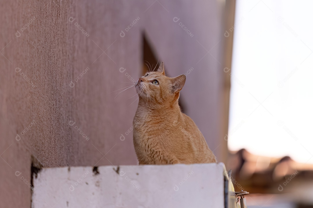 Pequeno gato doméstico em close com foco seletivo
