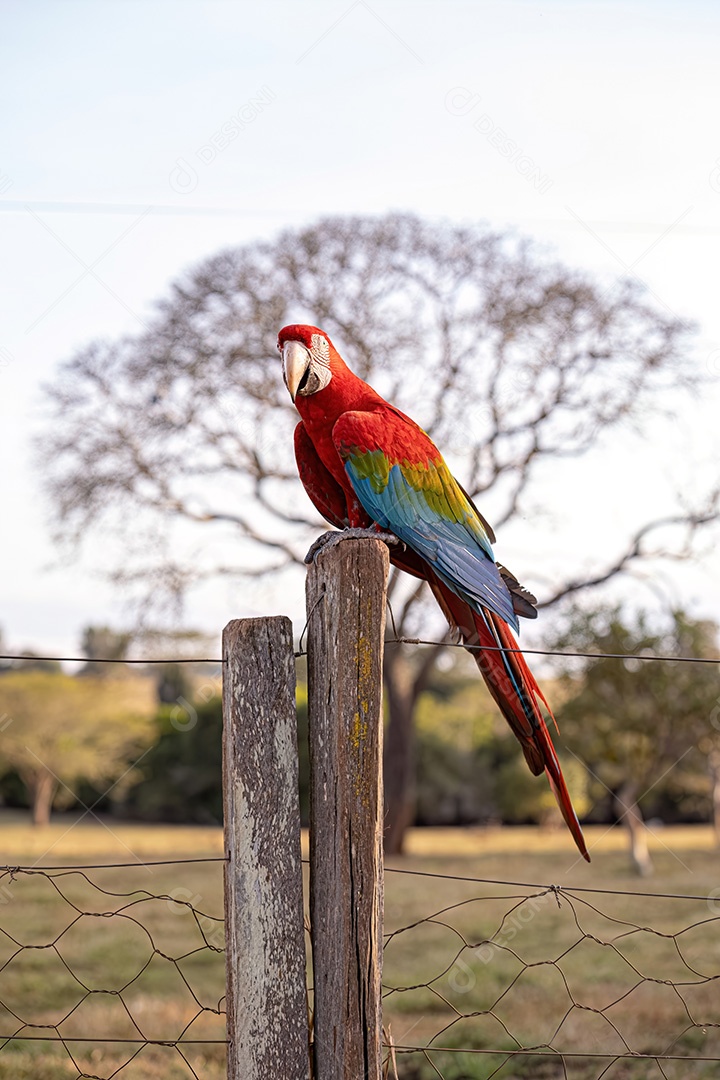 Arara vermelha e verde adulta da espécie Ara chloropterus