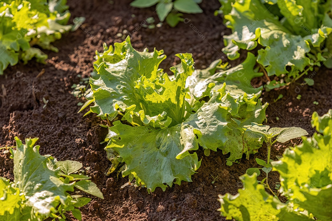 Planta alface vegetal da espécie Lactuca sativat