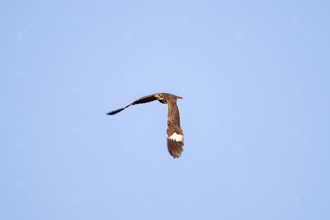 Animal Nacunda Nighthawk da espécie Chordeiles nacunda em mosca